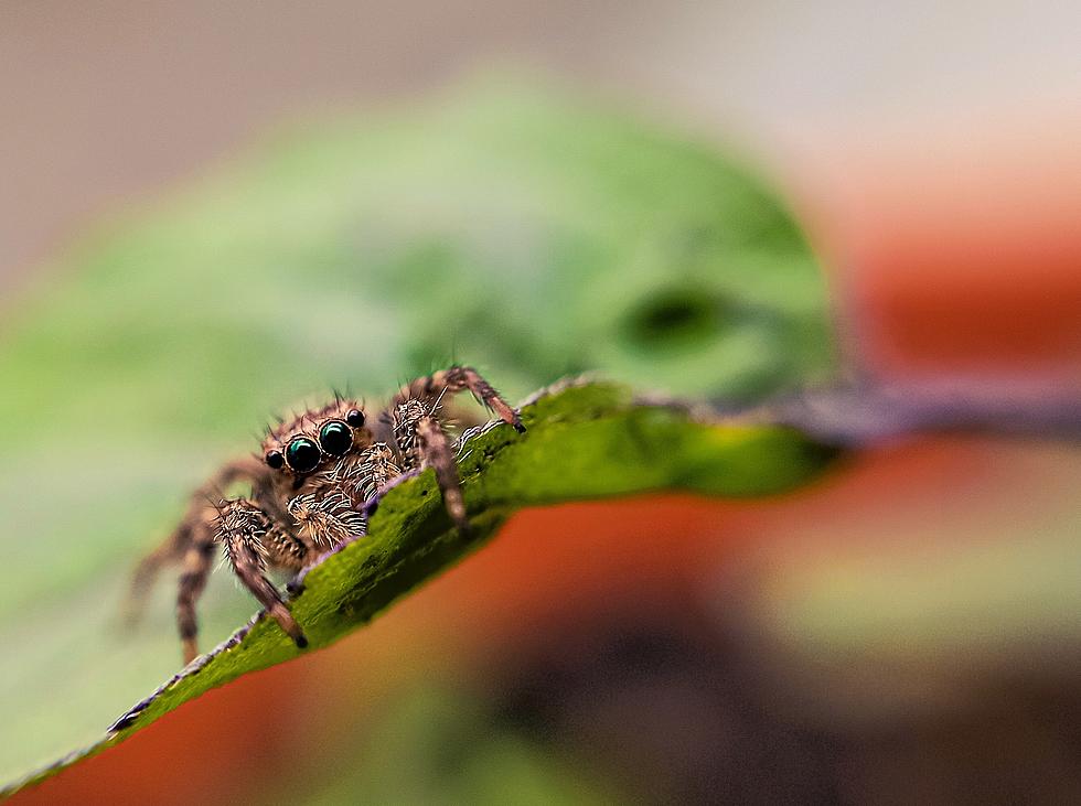 If You Hate Creepy Bugs You Might Not Like New Jersey&#8217;s Pest Ranking