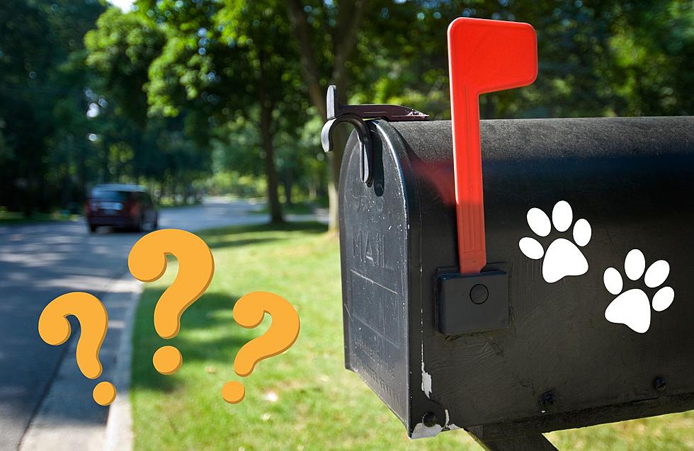 If you see paw prints on your mailbox in NJ, you should leave them