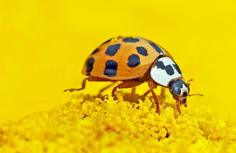 Why Were Ladybugs Everywhere on Saturday in New Jersey?