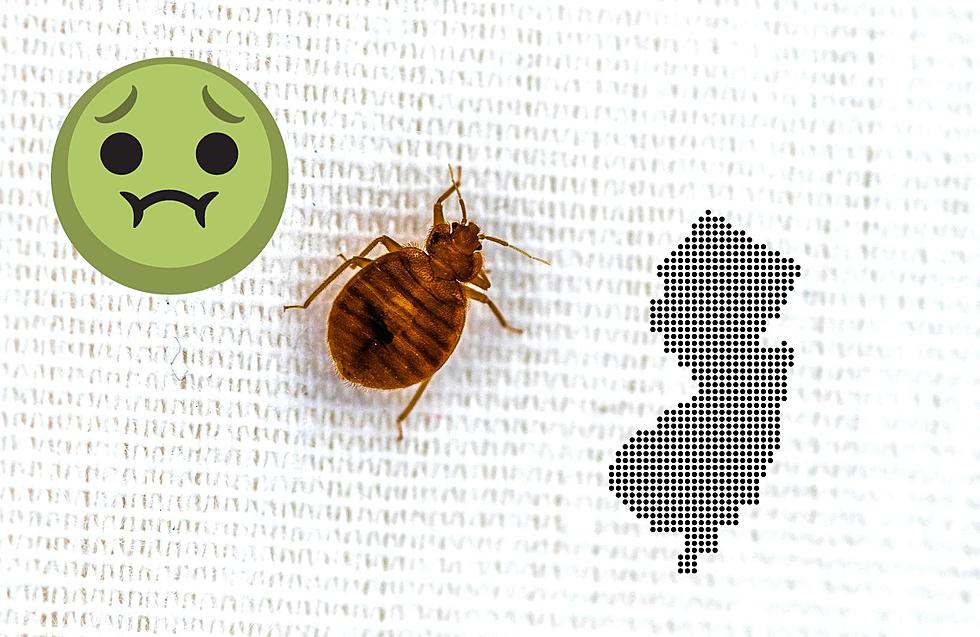 New Jersey is Surrounded by a Massive Bed Bug Infestation