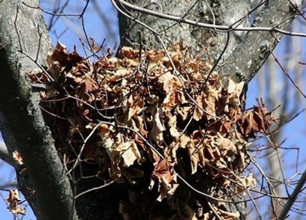 Hey, NJ! Those Bunches of Leaves in Trees May Not Be Bird's Nests