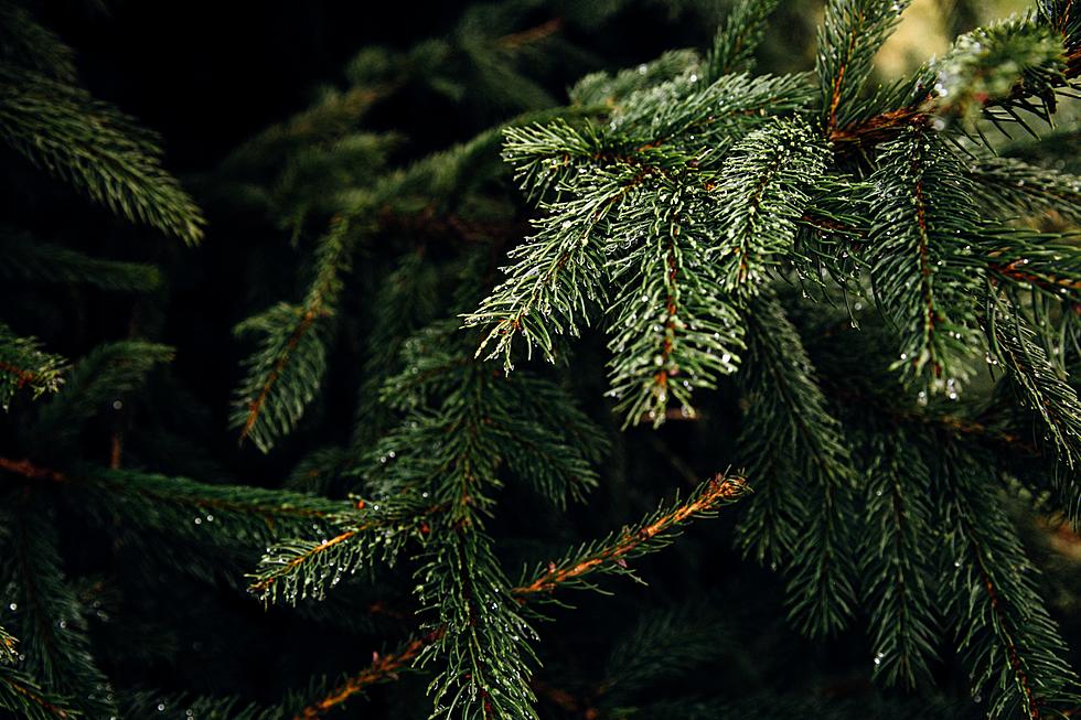 Christmas Tree Drop-Off Locations in Ocean County, New Jersey