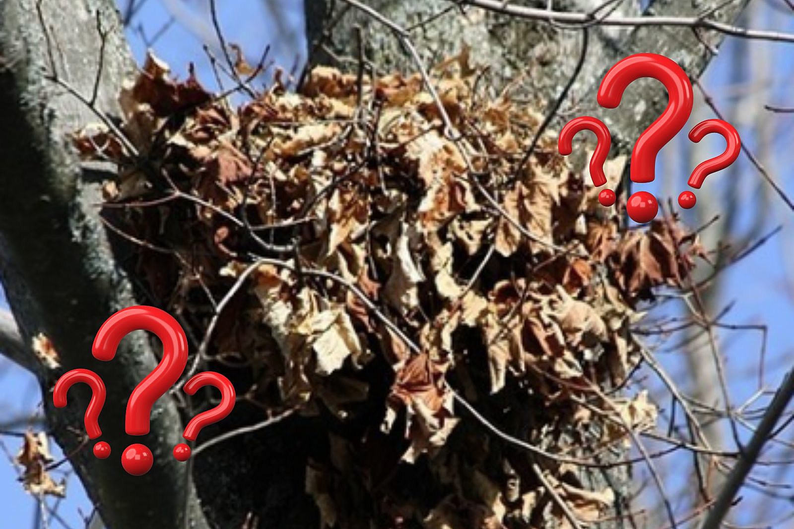 Those Bunches of Leaves in New Jersey, New York and Pennsylvania Trees
May Not Be Bird’s Nests