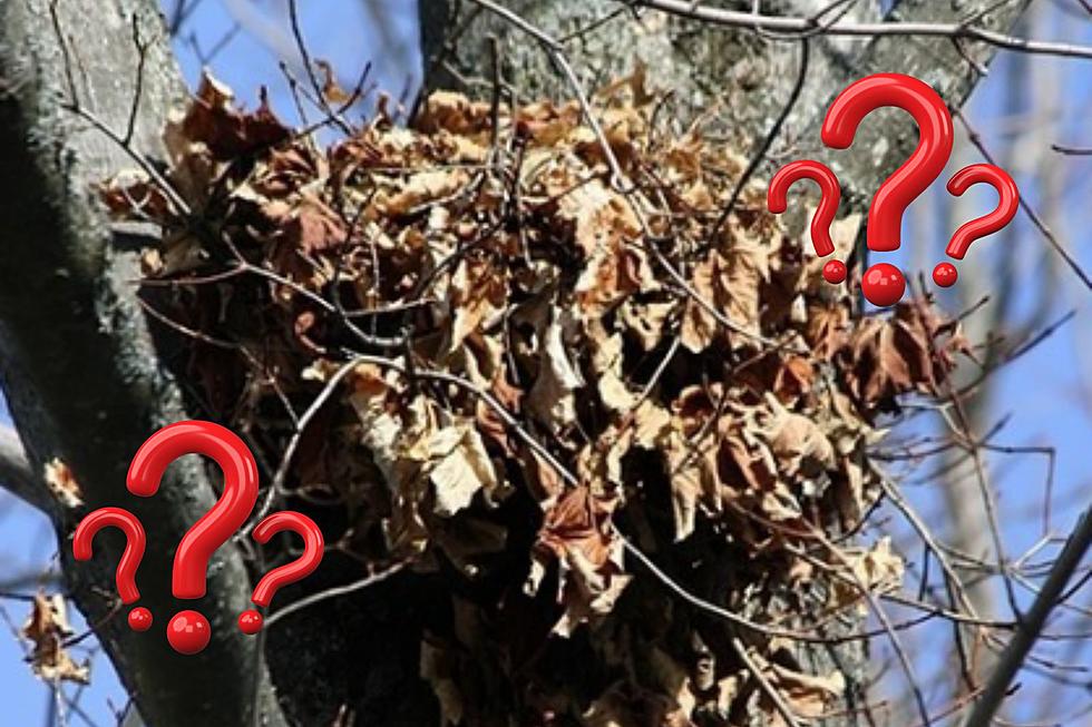 Those Leaves in NJ, NY and PA Trees May Not Be Bird's Nests