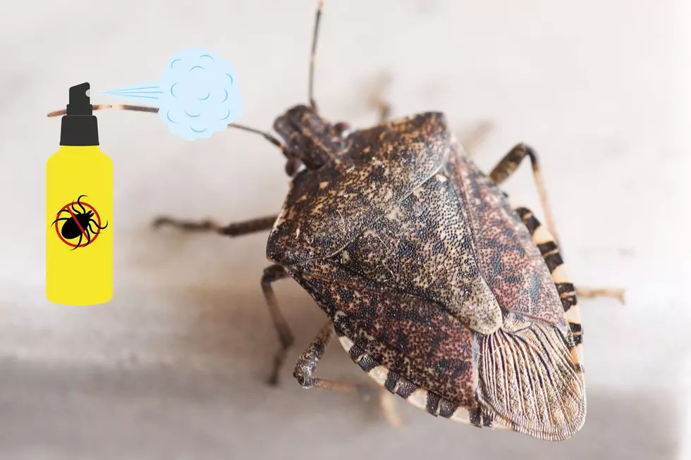 Oh No! The Return Of Stink Bugs in New Jersey