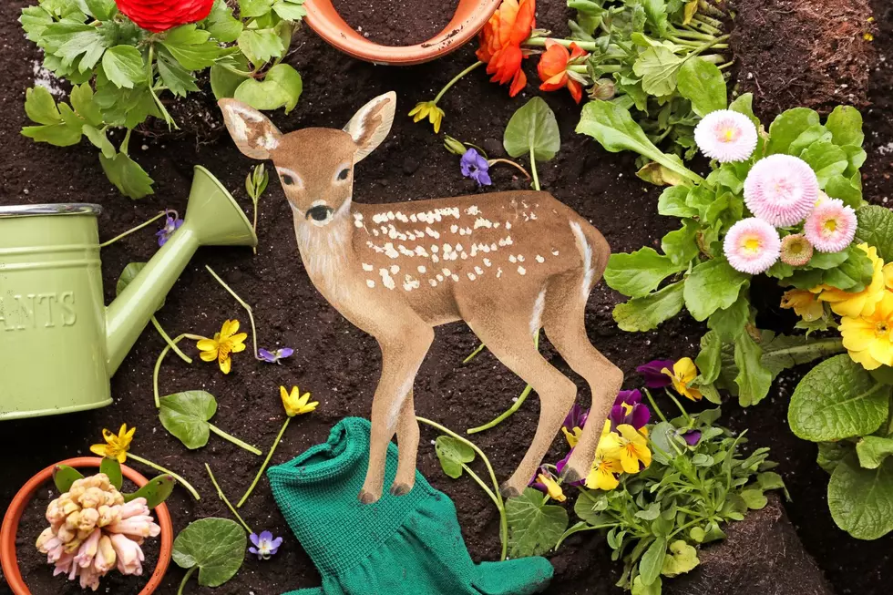 Protect Your Garden: Deer-Resistant Planting Tips For New Jersey Gardeners