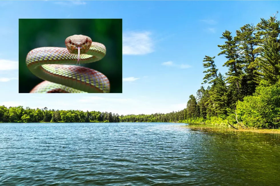 The Most Snake Infested Lakes In New Jersey