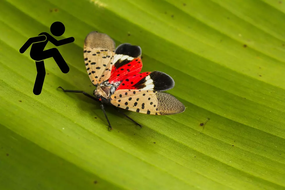 What You Need To Know As New Jersey&#8217;s Spotted Lanternfly Season Approaches