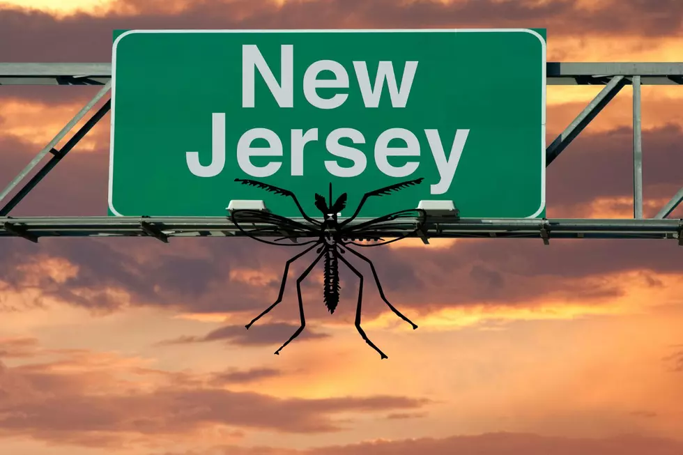 This Is New Jersey's Mosquito Ranking