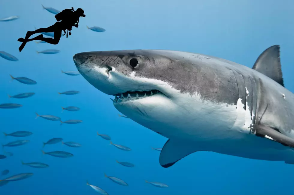 Everything You Need To Know About A Shark Encounter