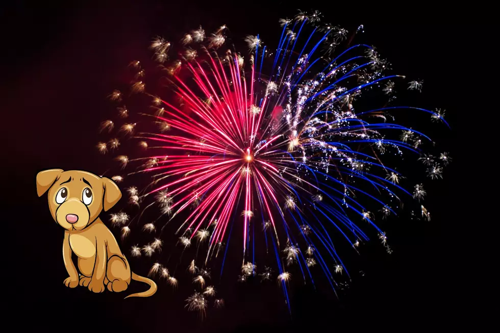 Tips For A Pet-Friendly July 4th In New Jersey