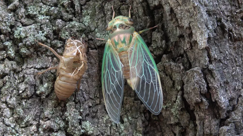 Green cicada
