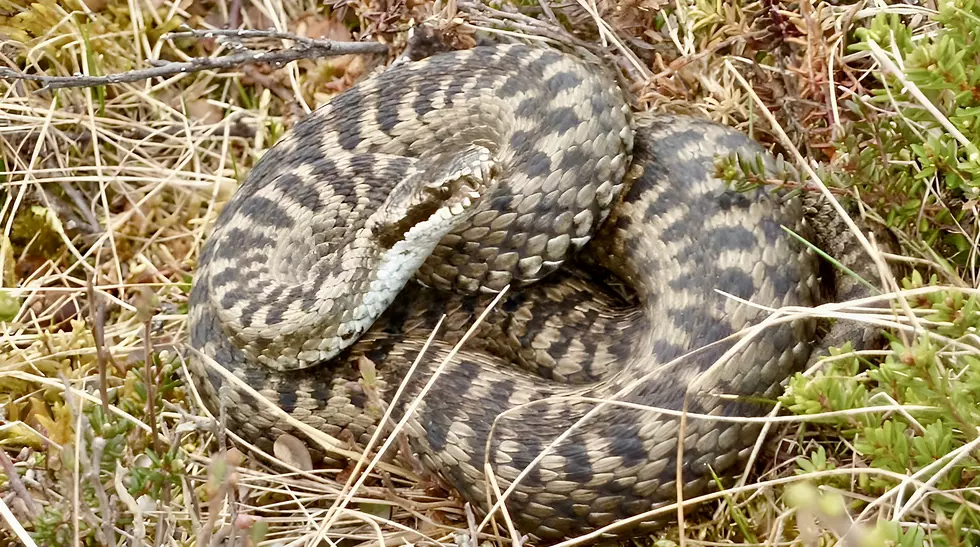 A snake in the grass