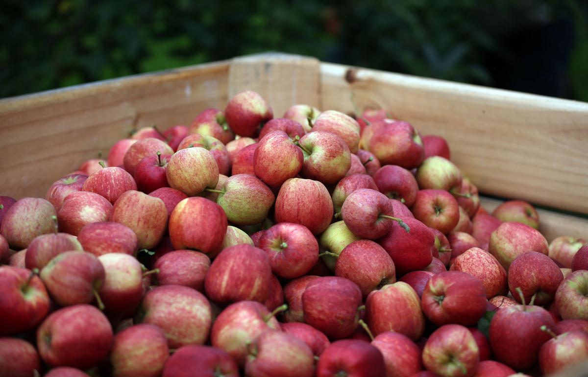 Popular NJ Fall Destination Closing After Years of Apple Picking Fun