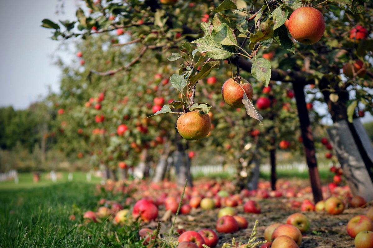 Monmouth Shipped Apples to NYC During 1975 Fiscal Crisis