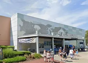 Vote to Name Adventure Aquarium&CloseCurlyQuote;s Newest Penguin