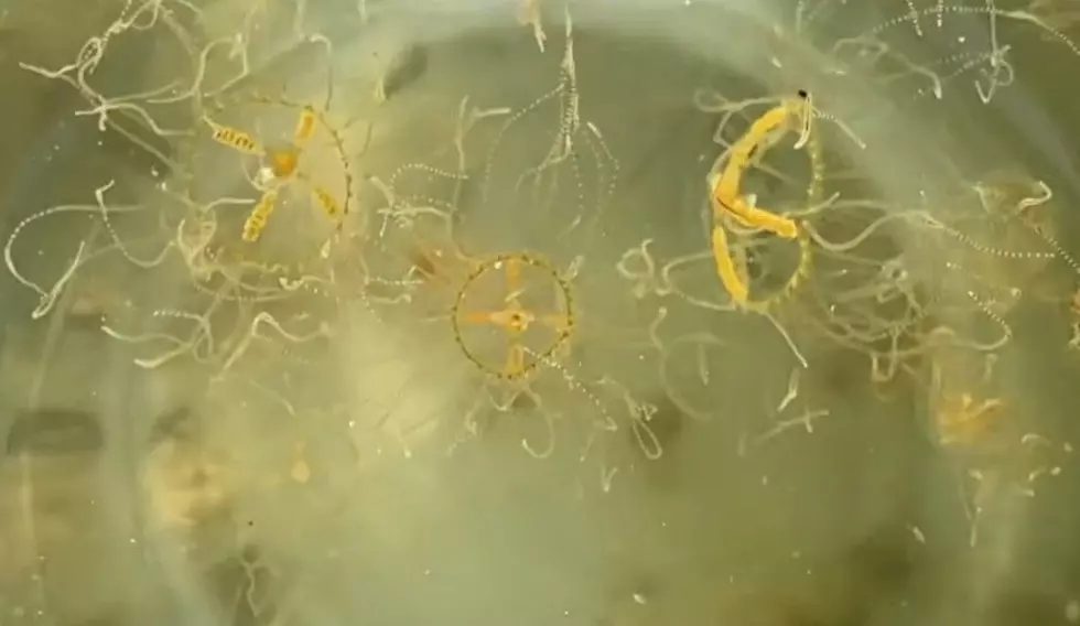 A Tiny Jellyfish Is Back in New Jersey Waters and Its Sting Can Send You to the ER