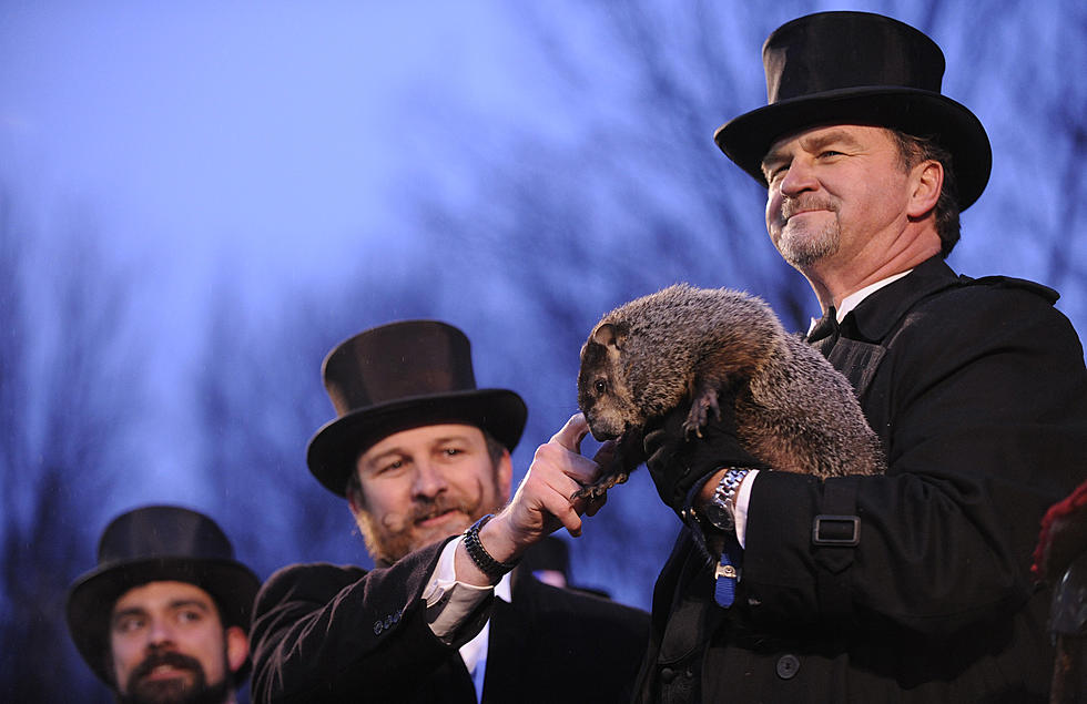 Pa. Groundhog ‘Predicts’ 6 More Weeks Of Winter [VIDEO]