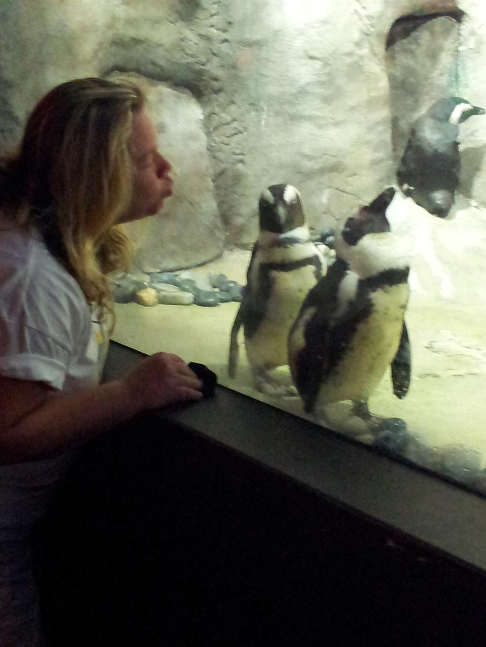 Jenkinsons Aquarium….The African Penguin Habitat Is Now Open