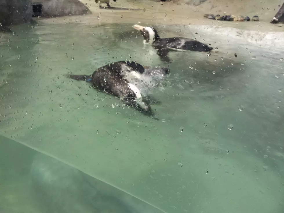 Celebrate Penguin Awareness Day at Jenkinson’s Aquarium