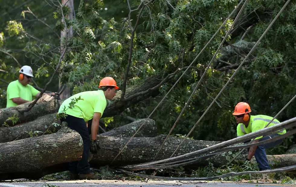 Trees Could Be The Culprit To Recent Power Problems [AUDIO]
