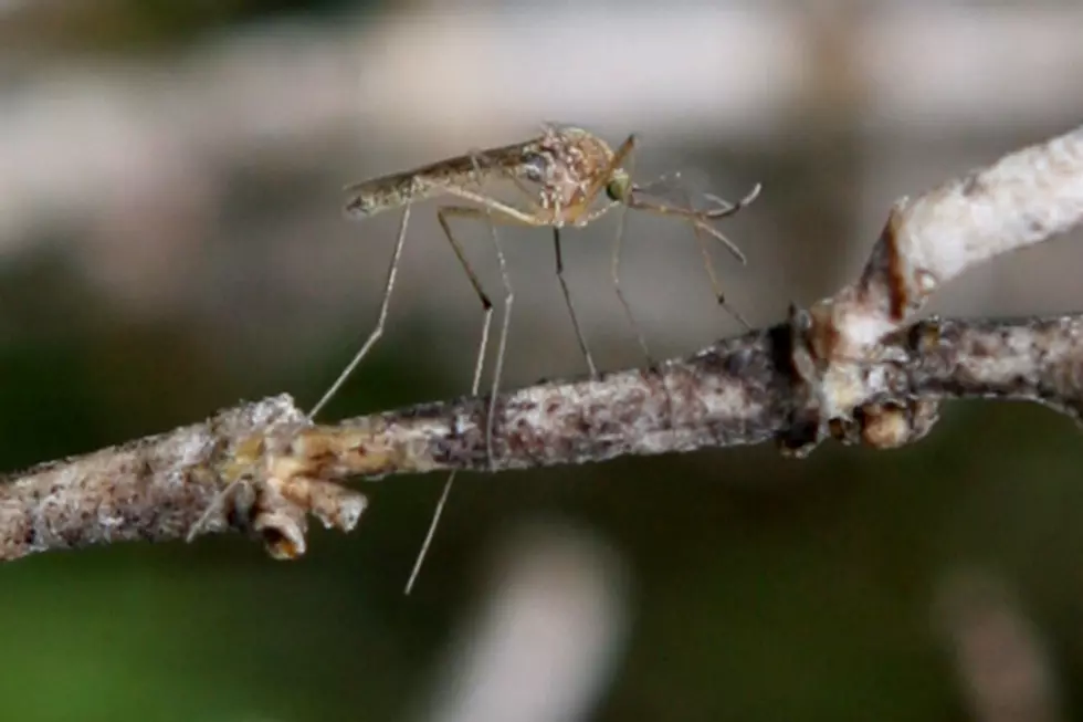 Sandy Causes Larger Mosquito Population