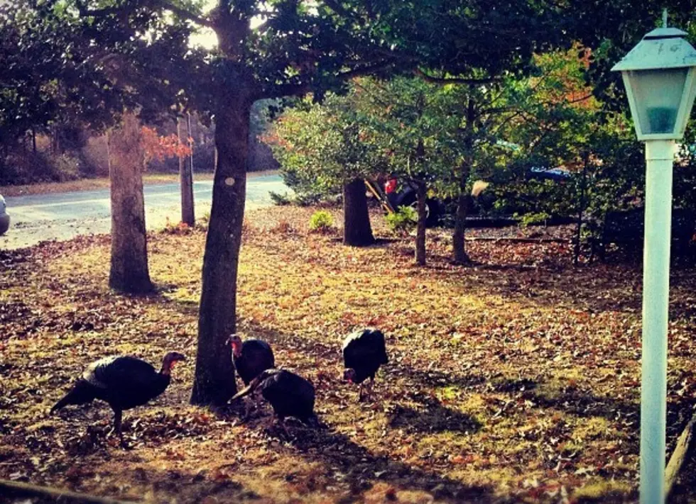 I’m Infested With Turkeys! On Thanksgiving – Unbelieveable [VIDEO]