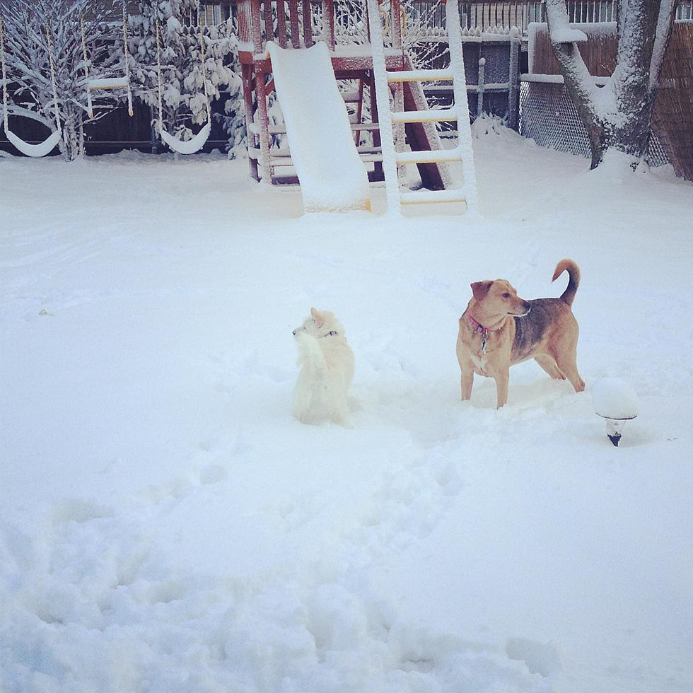 Dogs and Snow