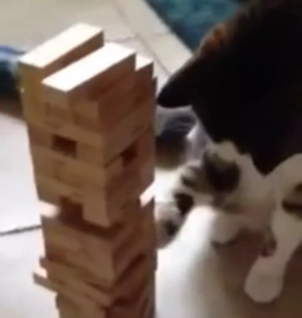 Watch &#8211; This Cat Is Better Than You At Jenga [Video]