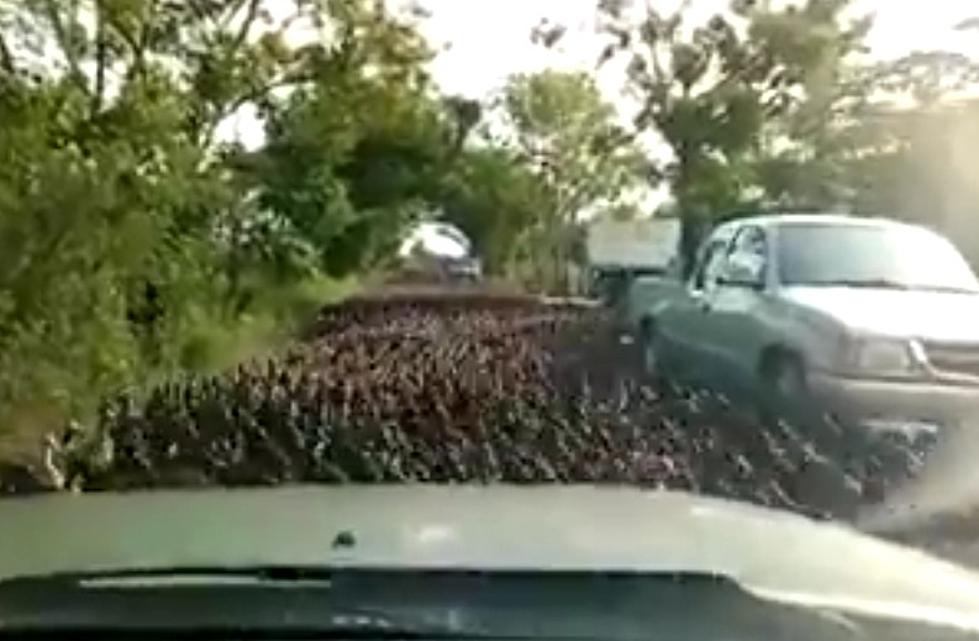 Watch This Jaw Dropping Duck Stampede [Video]