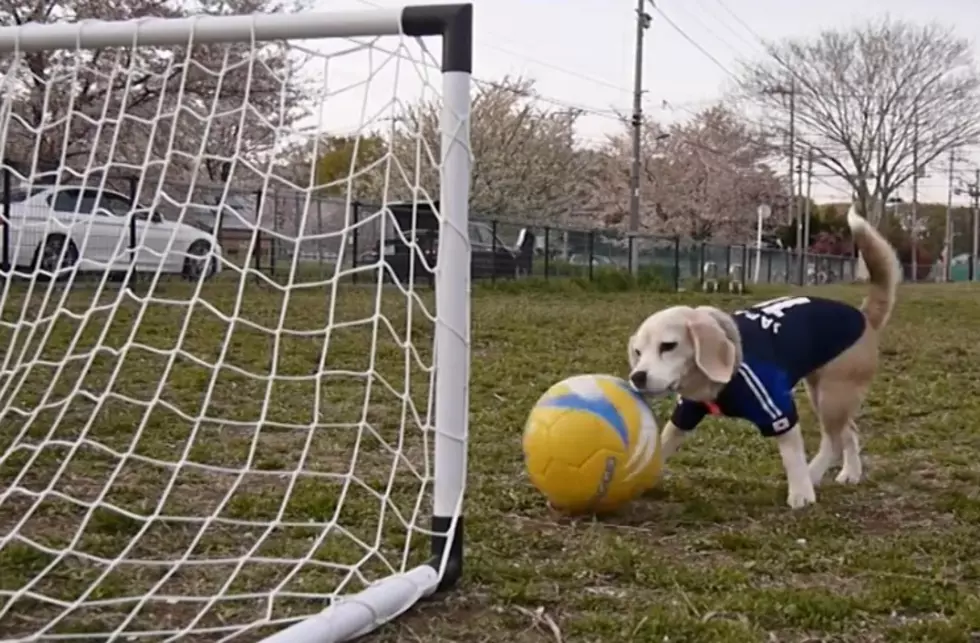 Watch – An Adorable Pup Shows Off Serious Soccer Skills [Video]