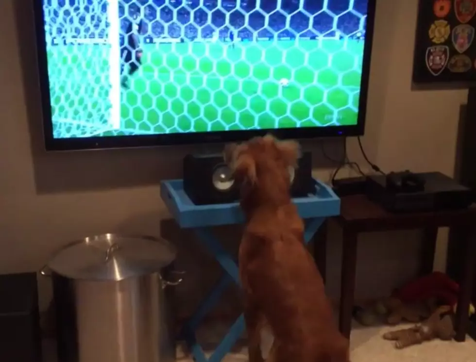 Watch This Dog Go Bananas Over World Cup Soccer [Video]