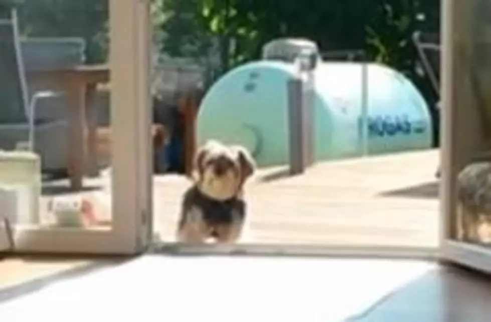 Watch &#8211; Is This Dog Stubborn or Clueless? [Video]