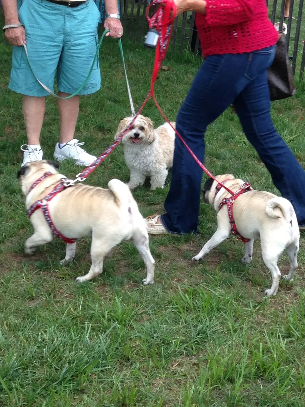 Brick Rotary’s Dog Fest 2014-What a Fun Day
