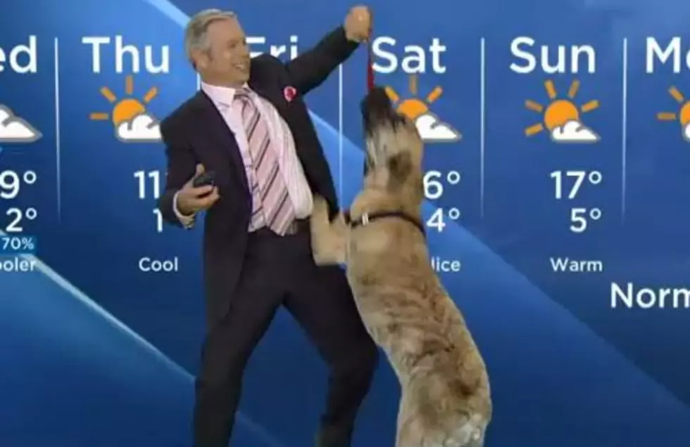 Watch This Dog Hilariously Ruin a Live Weather Report [Video]