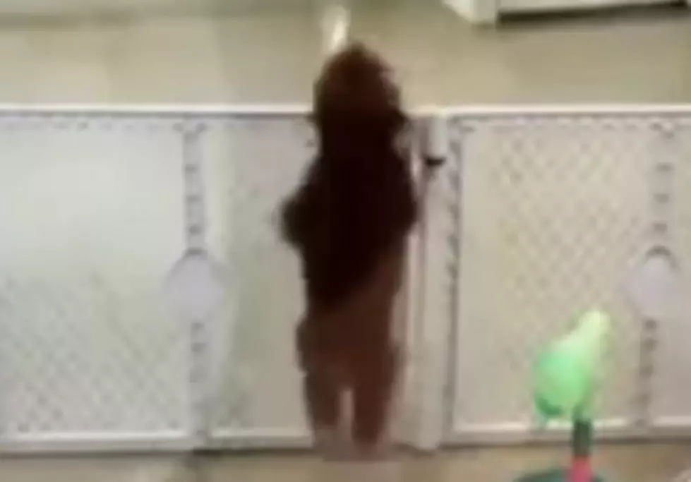 Watch This Adorable Dancing Dog [Video]