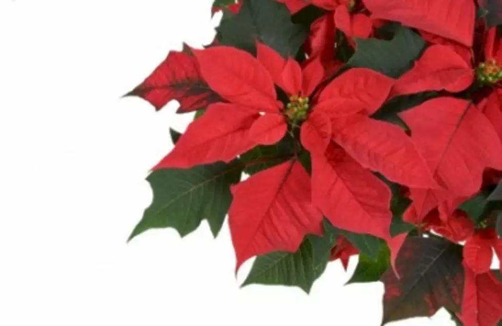 Fun Facts About Poinsettia Day