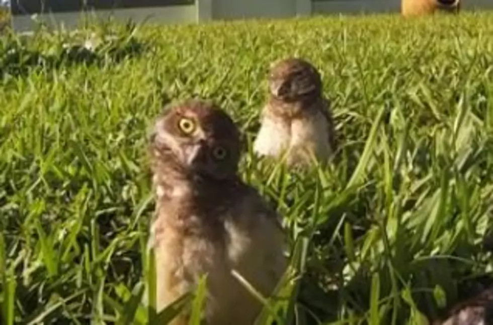 Watch These Cute Dancing Baby Owls [Video]