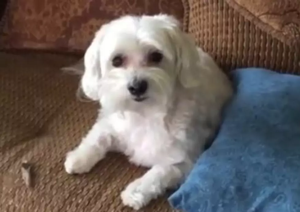 Watch This Adorable Dog Prove His Innocence [Video]