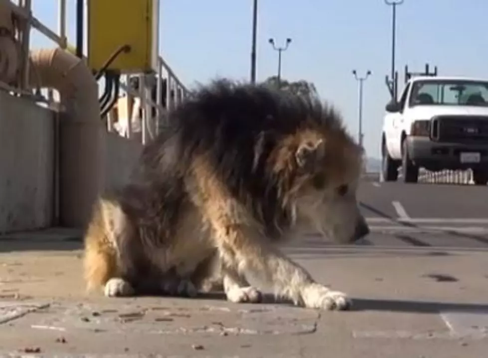 Animal Lovers – Watch A Touching Dog Rescue [Video]