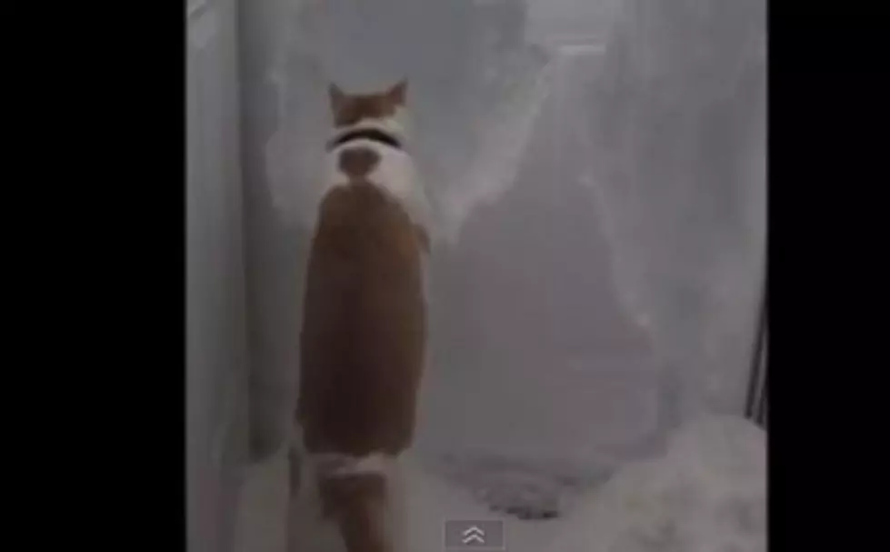 Who Needs A Shovel When You Have This Cat? [Video]