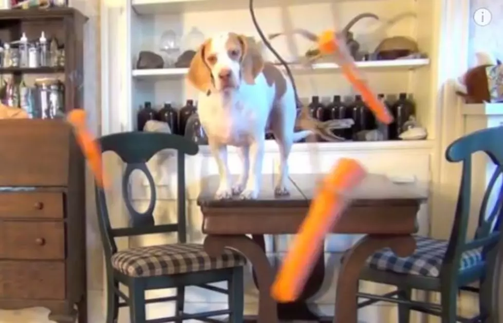 Finish The Week With A Funny Dog Video