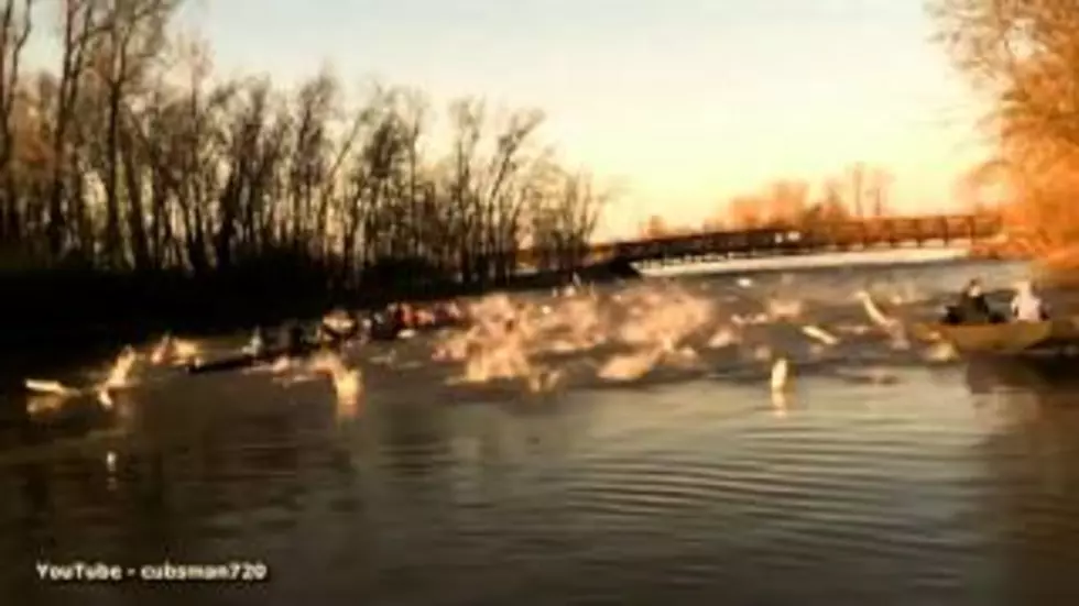 Attack of the Flying Fish! [VIDEO]