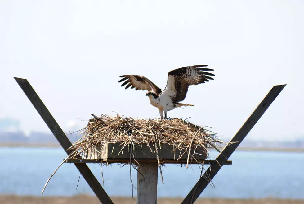 Check Out the Live Osprey Cam at Island Beach State Park
