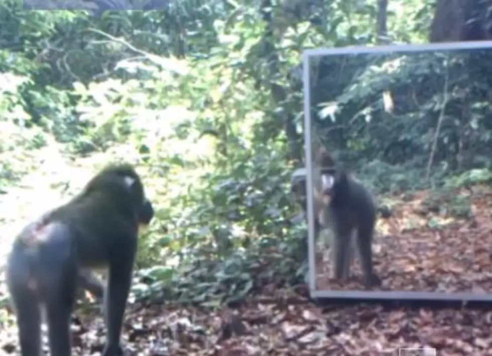 Watch These Animals Watch Themselves [Video]