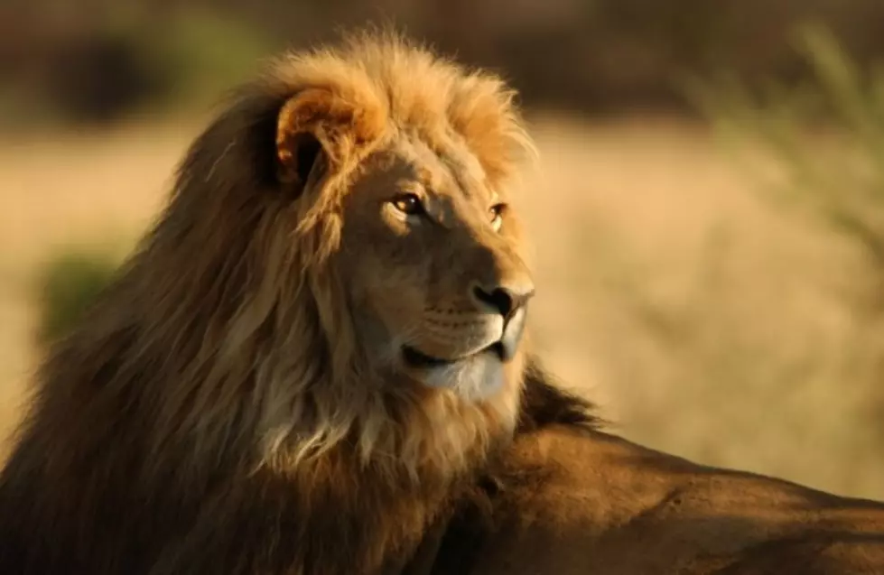 UPDATE: Conflicting Reports on Whether Cecil the Lion&#8217;s Brother, Jericho, was Killed in Illegal Hunt