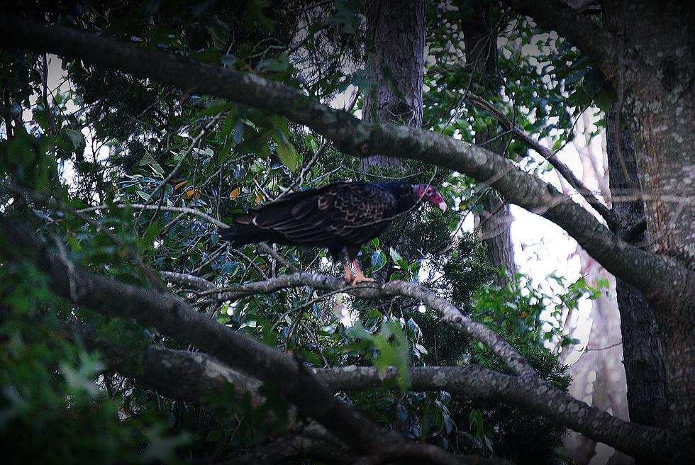 Turkey Vultures Spotted in Ocean County