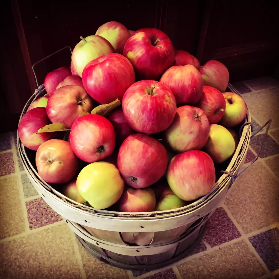 These Are The Best Apple Picking Locations in New Jersey