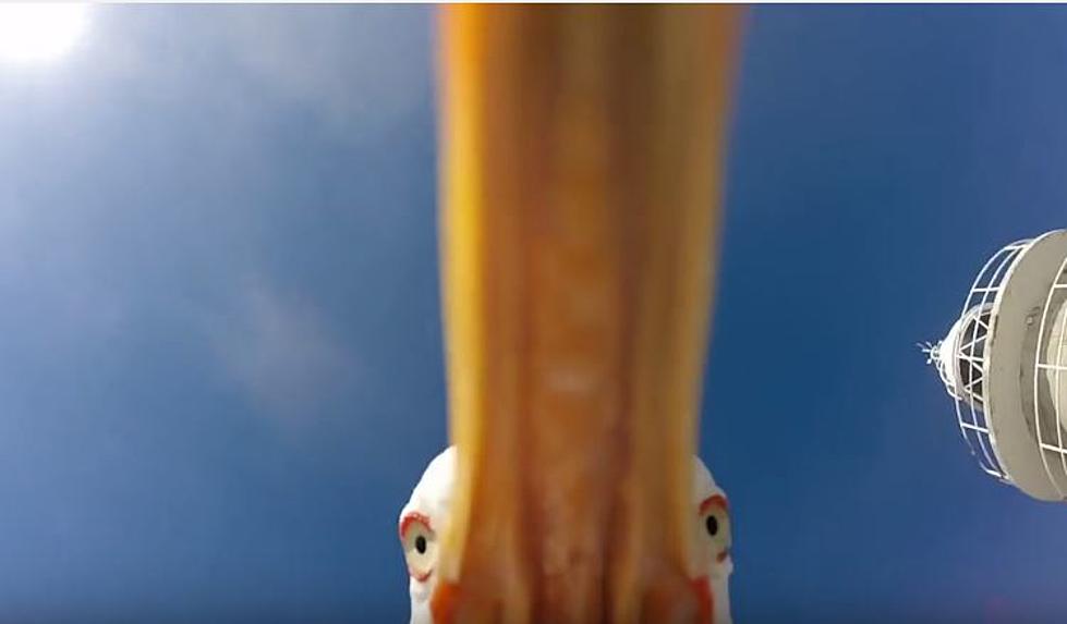 See A Seagull’s Point Of View From A Stolen Camera [Video]