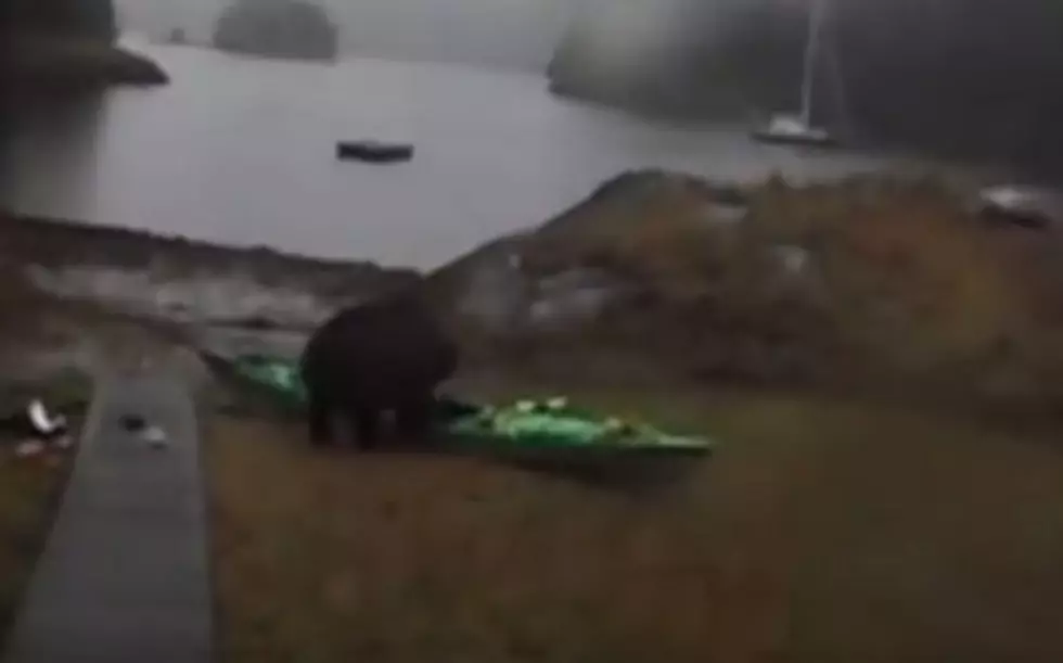 Watch A Woman Plead With A Bear Eating Her Kayak [Video]